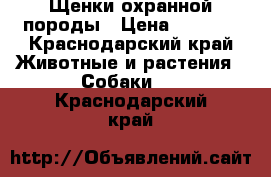 Щенки охранной породы › Цена ­ 3 000 - Краснодарский край Животные и растения » Собаки   . Краснодарский край